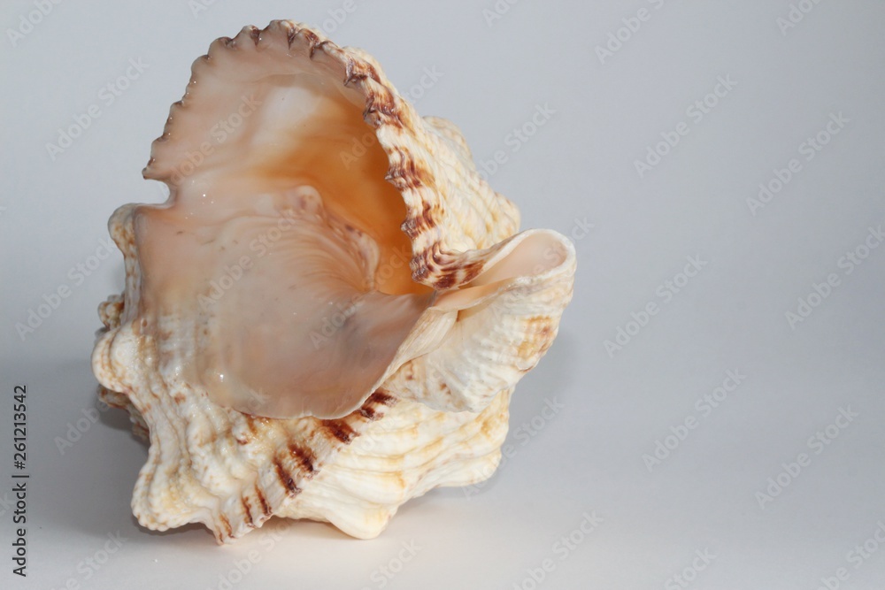 Shell of Tutufa bubo, also known as the giant frog snail or giant frog shell, on the gray background. Tutufa bubo is a species of extremely large sea snail. Sea life, vacation and souvenir concept. Shell of Tutufa bubo, also known as the giant frog snail or giant frog shell, on the gray background. Tutufa bubo is a species of extremely large sea snail. Sea life, vacation and souvenir concept.