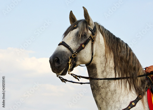 Dapple-grey Andalusian horse portrait 