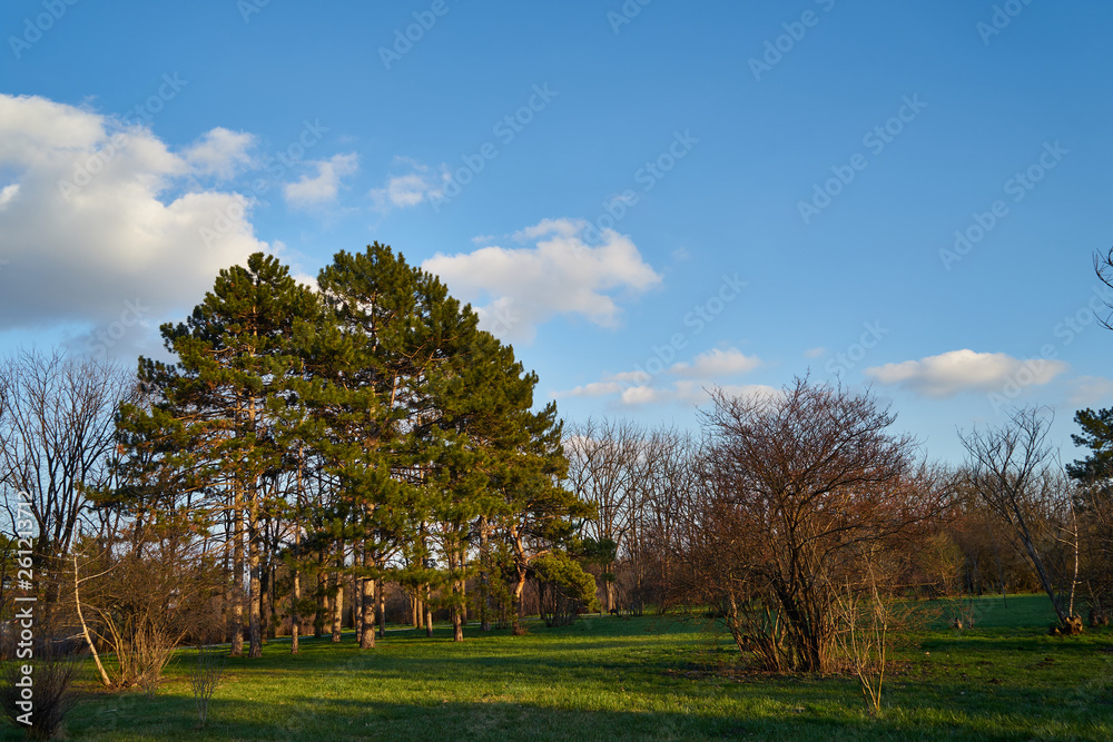 Image of pine trees in the spring park. Image of pine trees in the spring park.