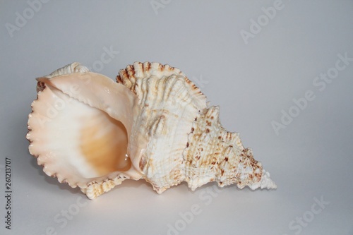 Shell of Tutufa bubo, also known as the giant frog snail or giant frog shell, on the gray background. Tutufa bubo is a species of extremely large sea snail. Sea life, vacation and souvenir concept.