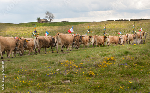 Transhumance des troupeaux sur l'Aubrac