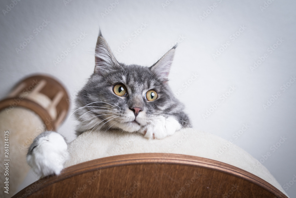 low angle view of a blue tabby maine coon kitten with white paws relaxing on scratching post platform looking down