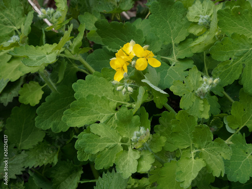 Chelidonium majus - La Grande Chélidoine aux feuilles caulinaires et aux fleurs jaune vif qui appelle le printemps
