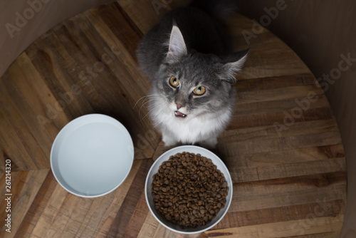 blue tabby maine coon kitten standing in front of cat food dishes looking up