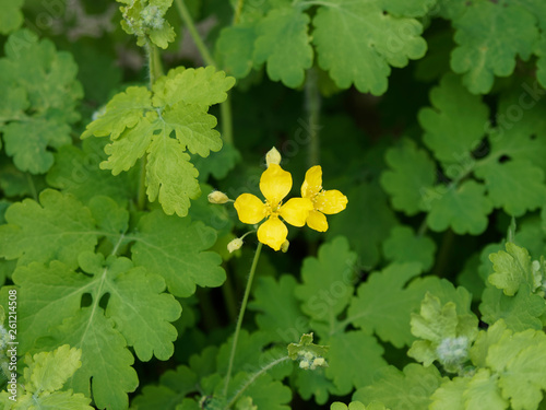 Chelidonium majus - La Grande Chélidoine aux feuilles caulinaires et aux fleurs jaune vif qui appelle le printemps photo