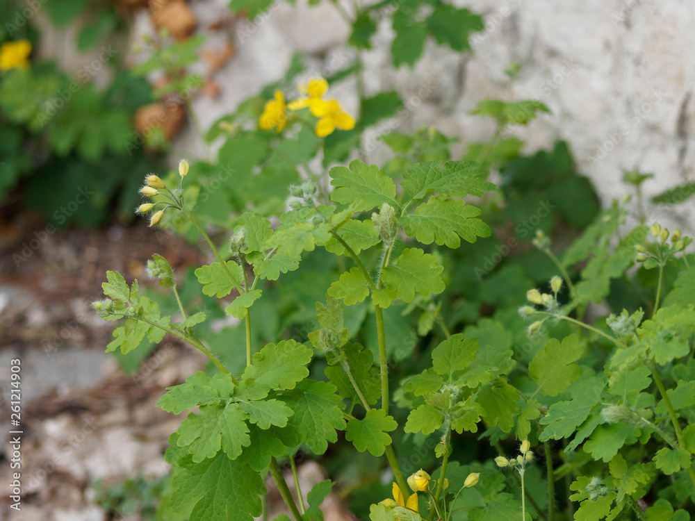 Chelidonium majus - La Grande Chélidoine aux feuilles caulinaires et aux fleurs jaune vif qui appelle le printemps Chelidonium majus - La Grande Chélidoine aux feuilles caulinaires et aux fleurs jaune vif qui appelle le printemps