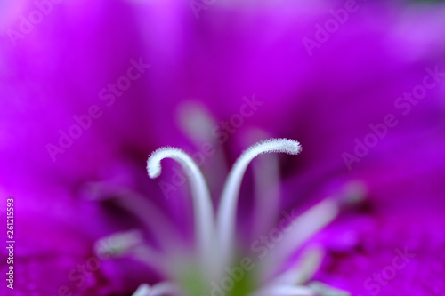 dianthus flower closeup