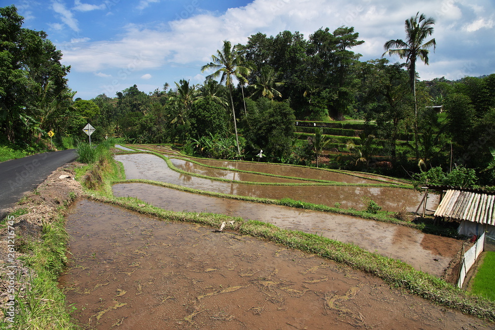 rice terraces, Indonesia