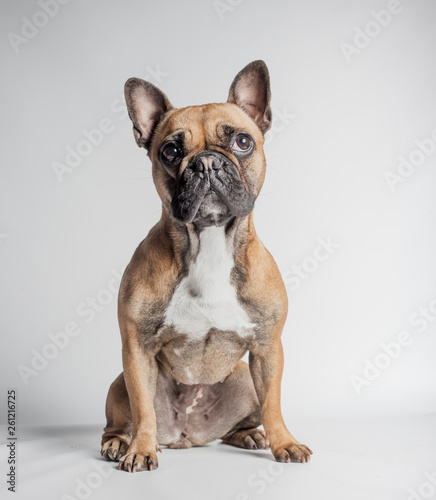 Bulldog frances marron en fondo blanco © jcalvera