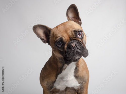 Bulldog frances marron en fondo blanco photo