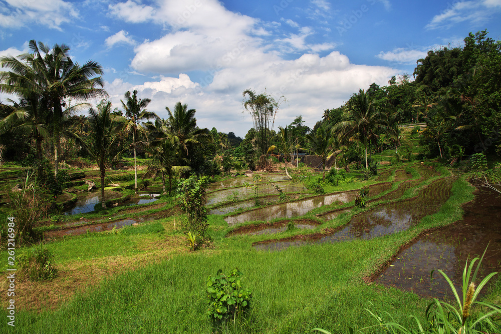 rice terraces, Indonesia