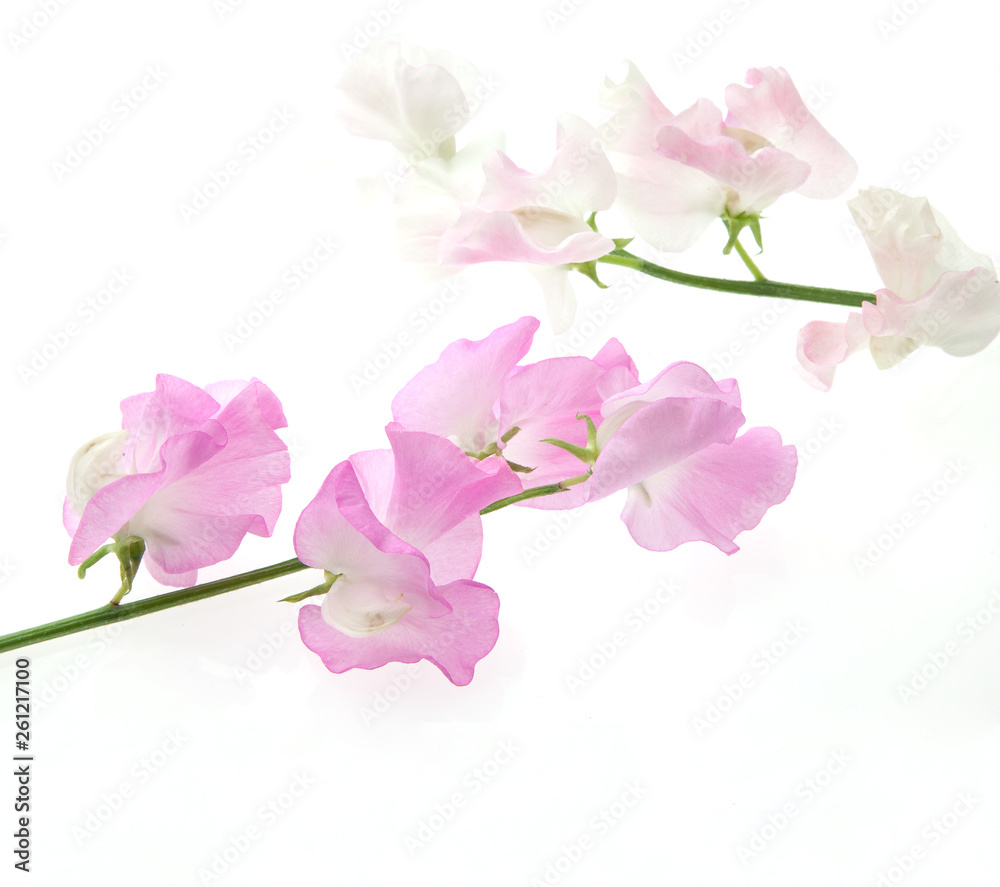 Obraz premium スイトピー