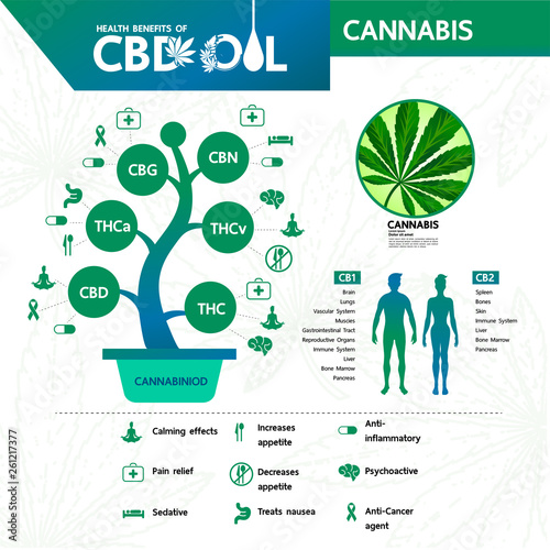 Cannabis benefits for health vector illustration.