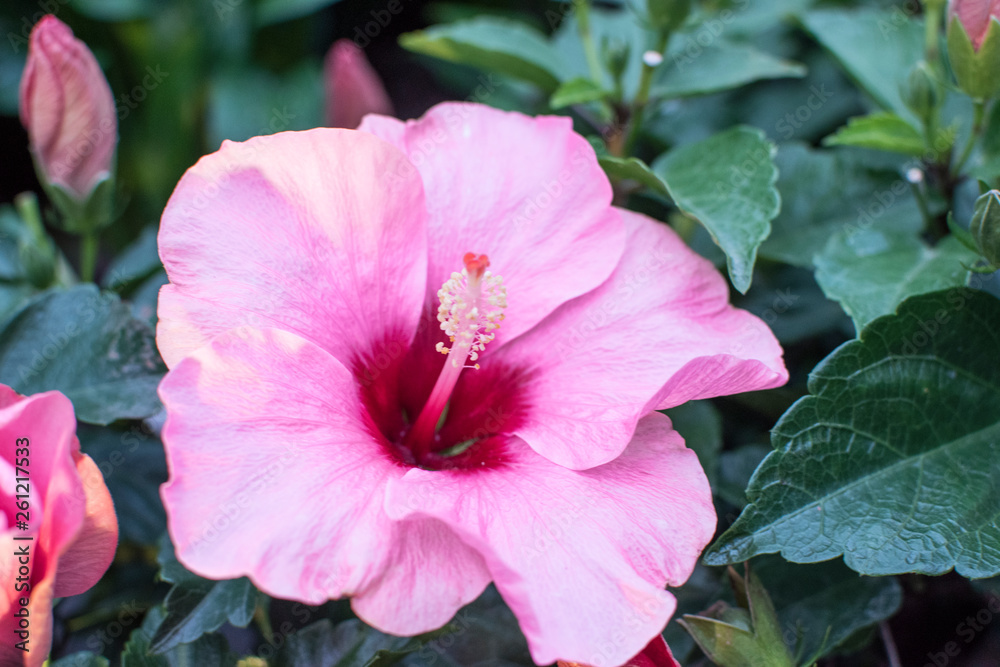 Beautiful Flower in Hong Kong Flower Show 2019 (Hibiscus rosa-sinensis L.) Beautiful Flower in Hong Kong Flower Show 2019 (Hibiscus rosa-sinensis L.)