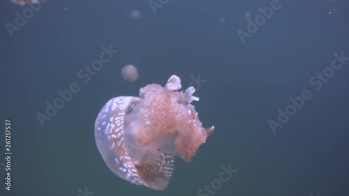A non poisonous jellyfish is swimming in a lake on the Togean islands near Sulawesi, Indonesia