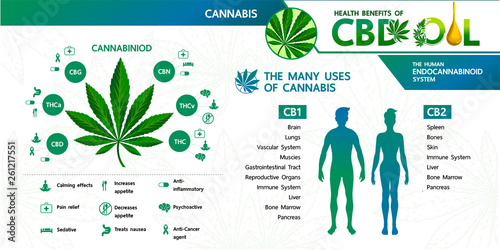 Cannabis benefits for health vector illustration.