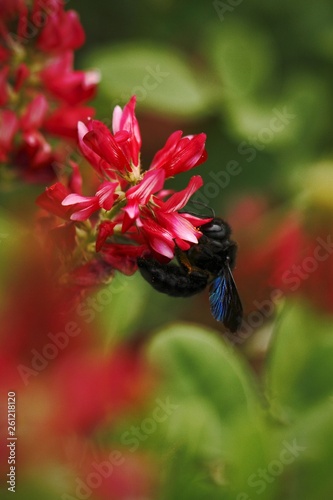 Beautiful bumble-bee howering next to red flower grow in meadow with natural background, wallpaper natural closeup macro, postcard beauty and agriculture idea concept floral design, Tuscany, Italy photo