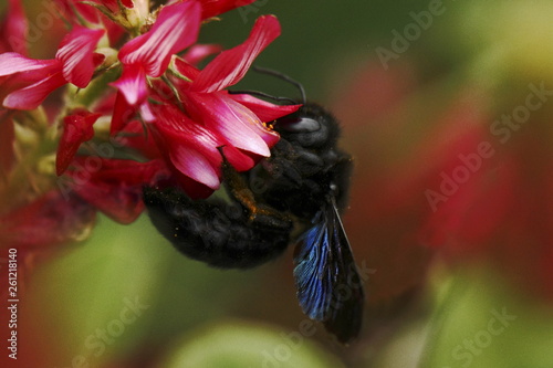 Beautiful bumble-bee howering next to red flower grow in meadow with natural background, wallpaper natural closeup macro, postcard beauty and agriculture idea concept floral design, Tuscany, Italy photo