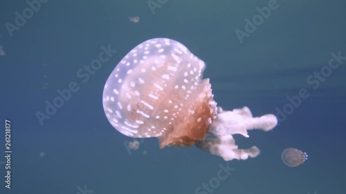 A non poisonous jellyfish is swimming in a lake on the Togean islands near Sulawesi, Indonesia