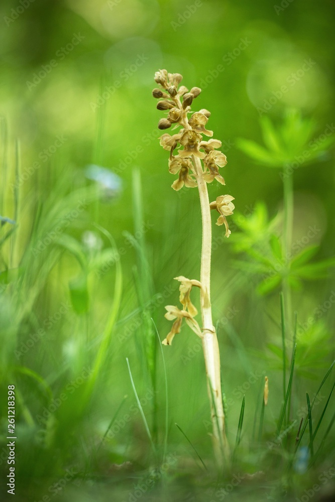 Neottia nidus-avis, Bird's-nest Orchidorchid grow in forest with natural background, wallpaper natural closeup macro, postcard beauty and agriculture idea concept floral design, Czech Republic