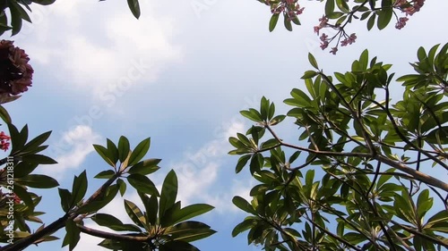 Frangipani Tree in Summer or Spring. B-Roll of Tropical Nature. Blue Sky in Sunny Day as background. Dolly Forward Shot