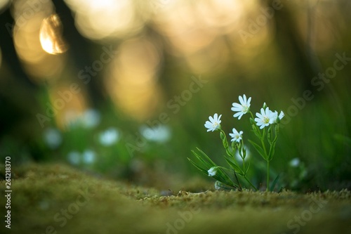 Fototapeta Naklejka Na Ścianę i Meble -  Beautiful white flowers grow in forest with natural background, wallpaper natural closeup macro, postcard beauty and agriculture idea concept floral design,Germany