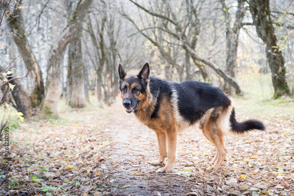 Dog German Shepherd outdoors in an autumn Dog German Shepherd outdoors in an autumn