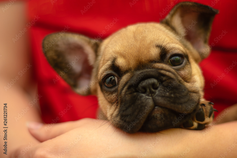Small french bulldog is sitting on the hands of the owner. The dog is friend of man