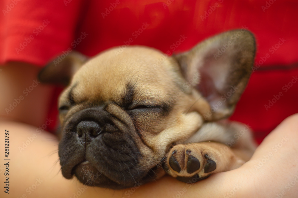Small french bulldog is sleeping on the hands of the owner. The dog is friend of man