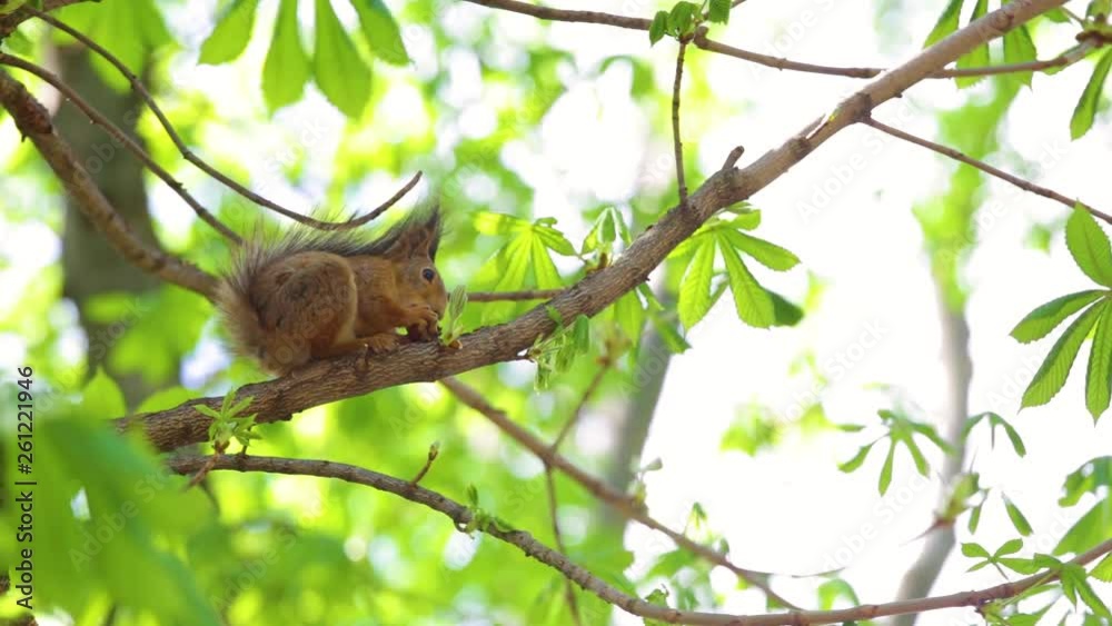 Beautiful fluffy cute brown squirrel eating nut sitting on branch of tree in spring wood or park outdoor. Real time full hd video footage. Beautiful fluffy cute brown squirrel eating nut sitting on branch of tree in spring wood or park outdoor. Real time full hd video footage.