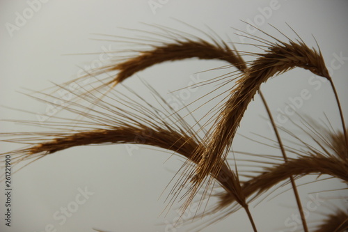Fototapeta Naklejka Na Ścianę i Meble -  Ears of ripe wheat in the fog at sunset, backlight Golden ears of wheat on a matte background.