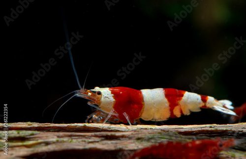 Red bee dwarf shrimp stay on timber decoration