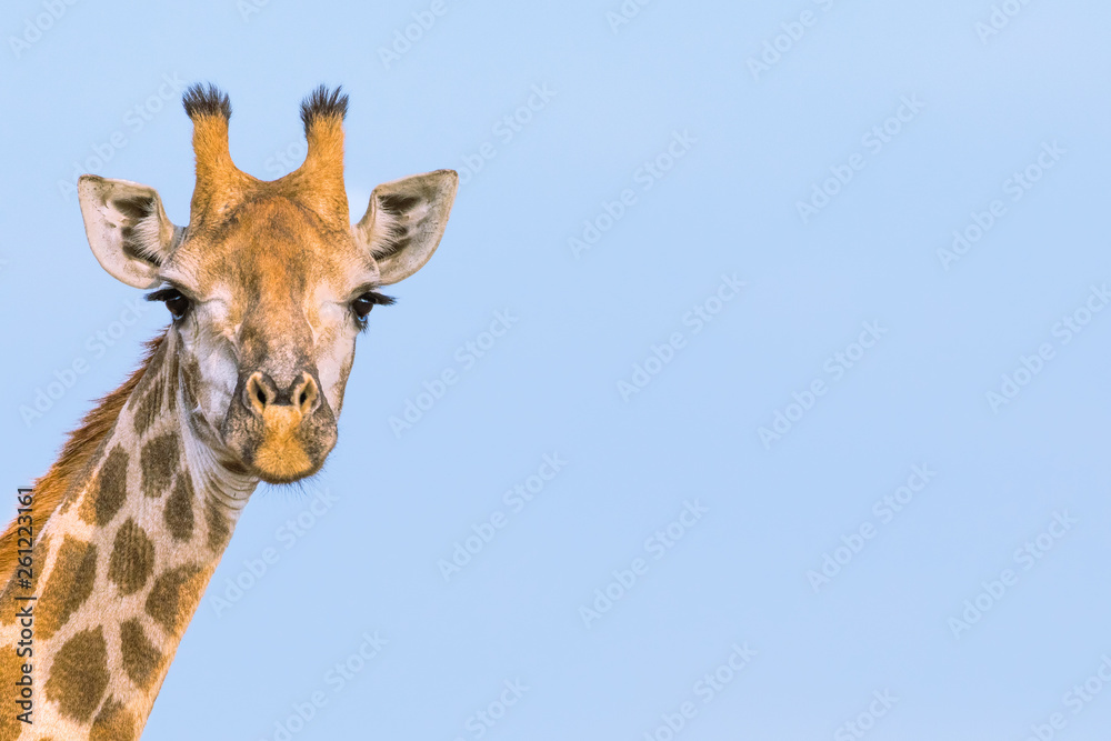 Obraz premium Giraffe in the savannah