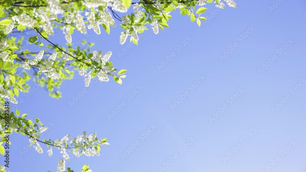 Beautiful spring natural border with copy space. Blooming branch isolated on clear blue sky background. Real time full hd video footage. Beautiful spring natural border with copy space. Blooming branch isolated on clear blue sky background. Real time full hd video footage.