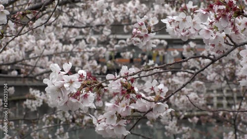 ICHIGAYA, TOKYO,  JAPAN - CIRCA APRIL 2019 : CHERRY BLOSSOM and TRAIN around Ichigaya station in Spring season. photo