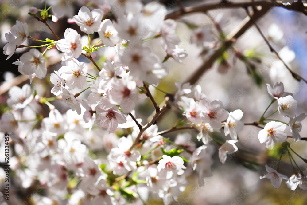 晴れた日の桜の花