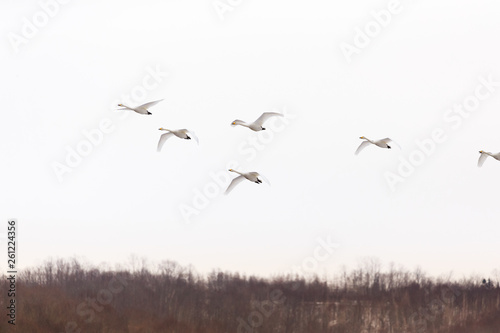 Flying Swan Flock in the Sky © Min