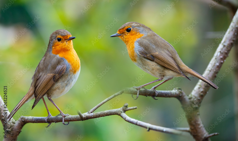 Red Robin (Erithacus rubecula) birds close up in a forest Stock Photo |  Adobe Stock