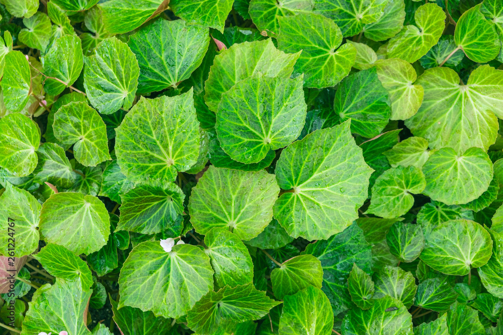 Green leaves for Natural wallpaper background. Green leaves for Natural wallpaper background.