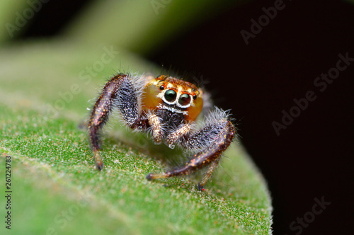 Male jumping spider, Thyene imperialis, Satara, Maharashtra, India.