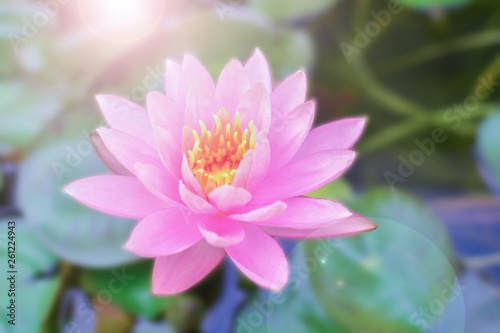 Lotus bloom and morning light