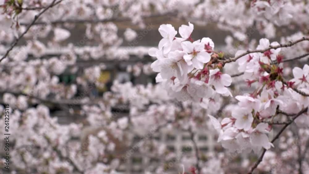 ICHIGAYA, TOKYO, JAPAN - CIRCA APRIL 2019 : CHERRY BLOSSOM and TRAIN around Ichigaya station in Spring season. ICHIGAYA, TOKYO, JAPAN - CIRCA APRIL 2019 : CHERRY BLOSSOM and TRAIN around Ichigaya station in Spring season.