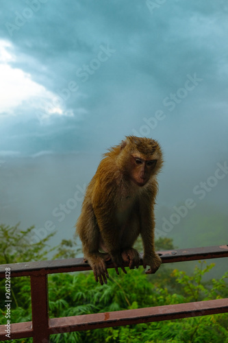 drenched monkey sits sad after rain