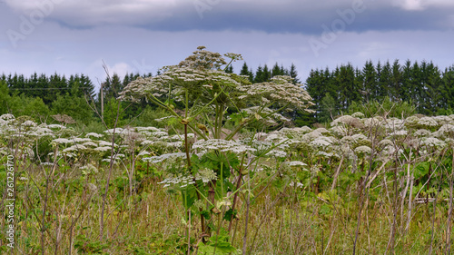 big tall, very harmful, fast-growing weed - hogweed. The field is completely overgrown with a plant with tall stems about 3-4 meters tall. Very dangerous to human health. Able to cause burns.