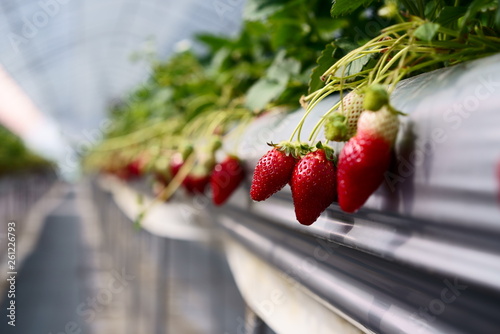 Strawberry farm in Japan