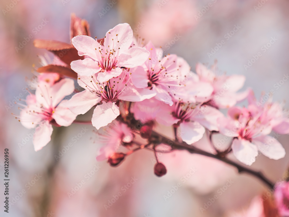 Obraz premium Spring blooming tree. Sunny day. Spring flowers.