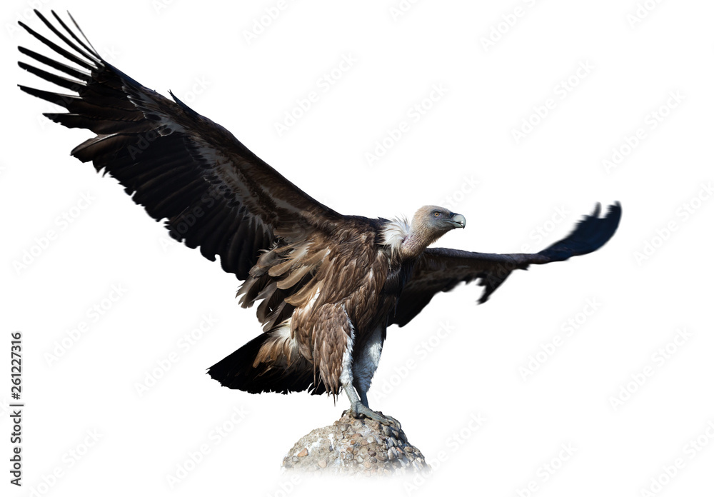 Fototapeta premium Big Griffon on stone on white background