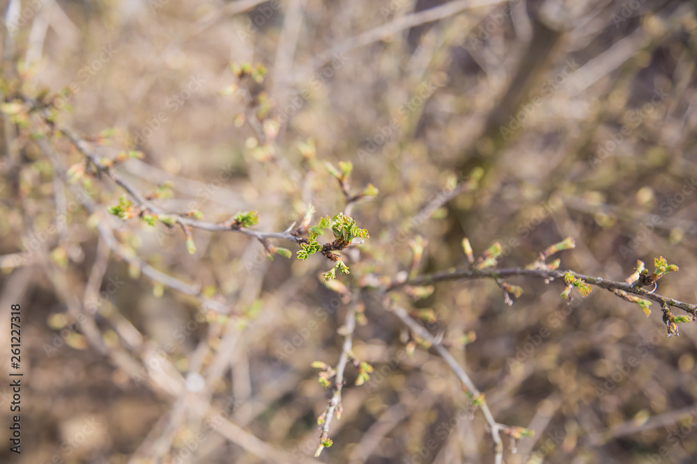 Young leaves of plum tree with garden background in spring time. Fresh green.