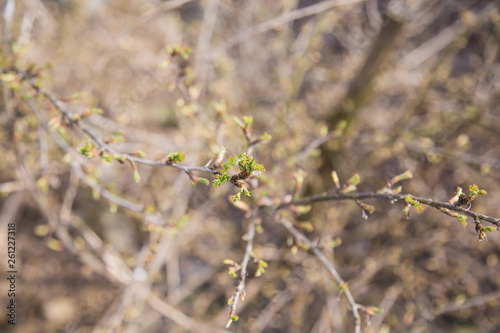 Young leaves of plum tree with garden background in spring time. Fresh green.