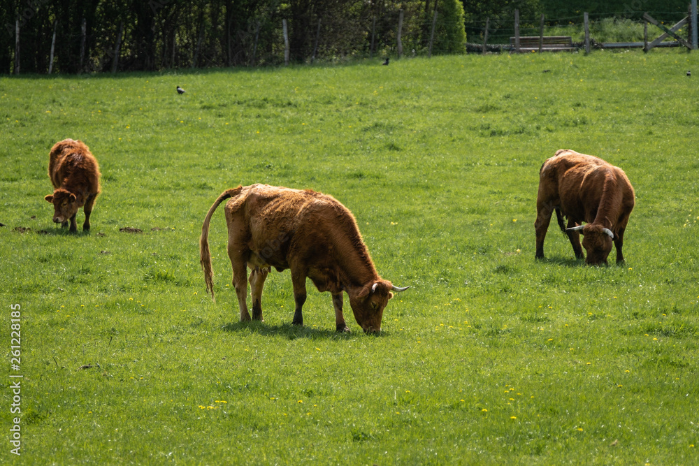 Fototapeta premium Vaches dans un pré